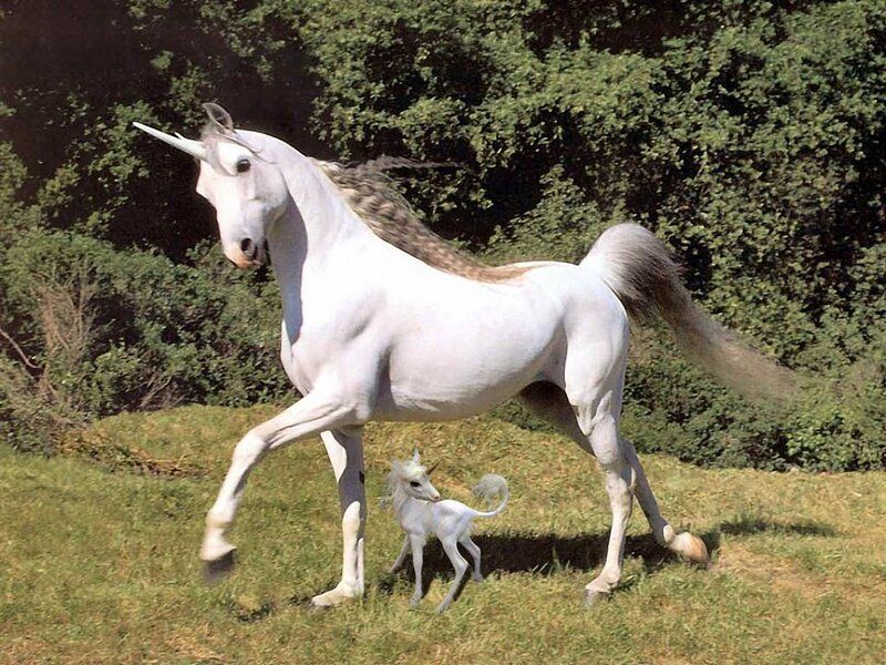 White Unicorns in Field — Serene
