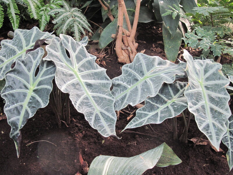 White-veined Alocasia Leaves