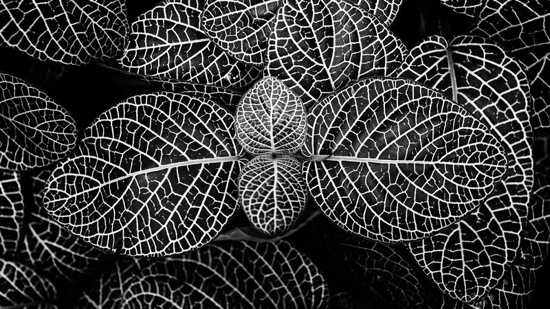 White-veined Leaves
