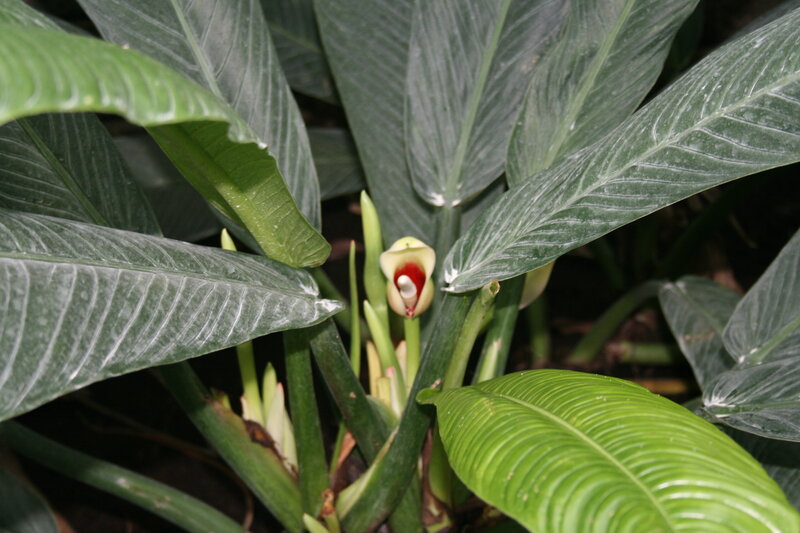 White-veined Plant Flower — Green, Natural