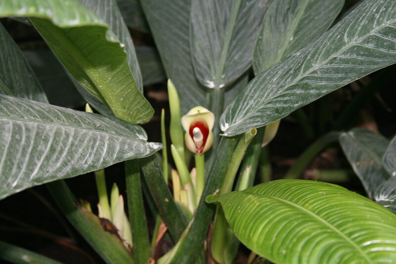 White-veined Plant Flower — Green