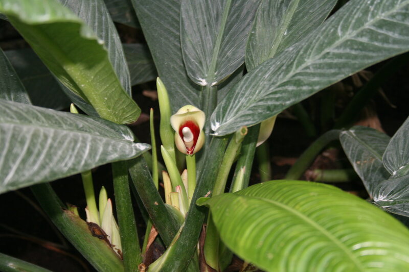 White-veined Plant Flower
