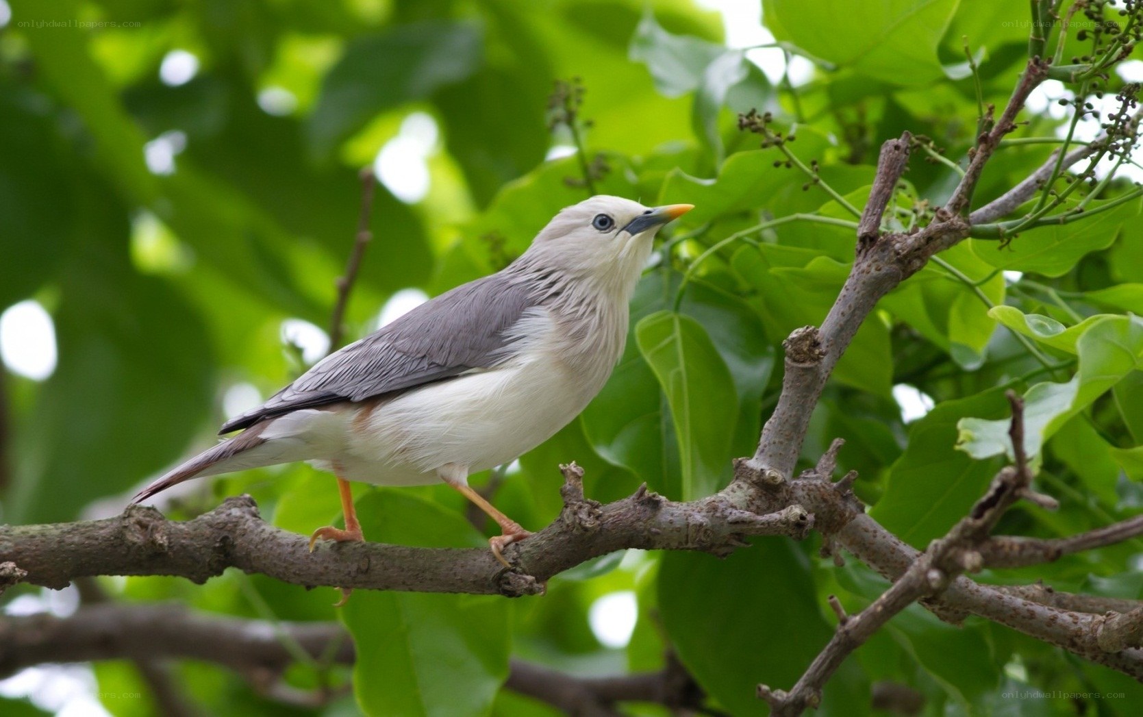 White-vented starling on a branch