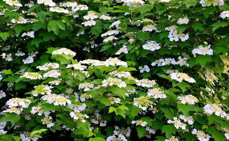 White Viburnum Flowers — Green
