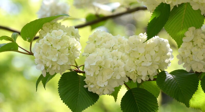 White Viburnum Flowers