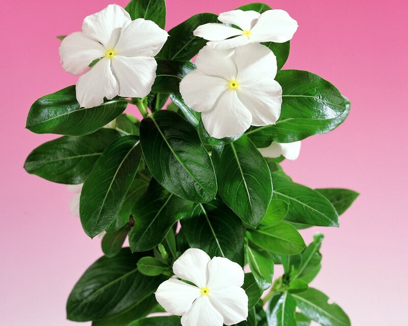 White Vinca Flowers — Calm, Photograph
