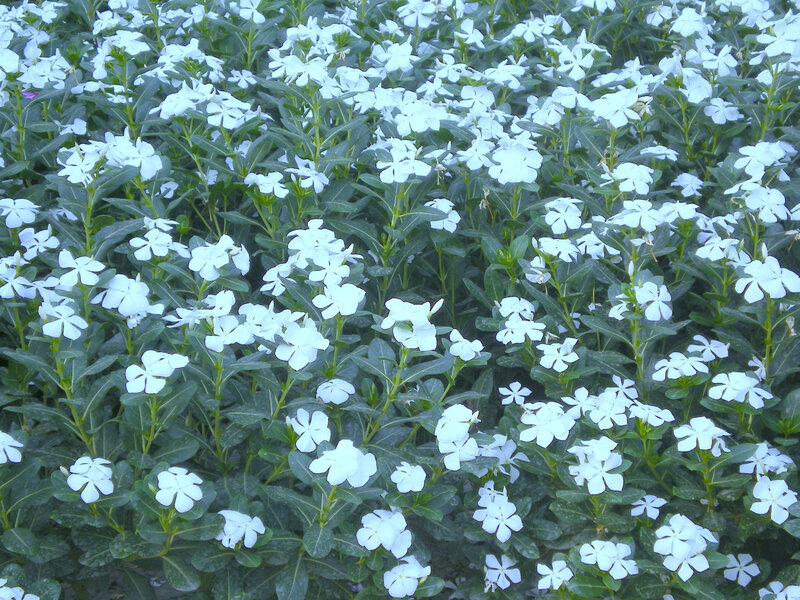 White Vinca Flowers — Calm, Summer