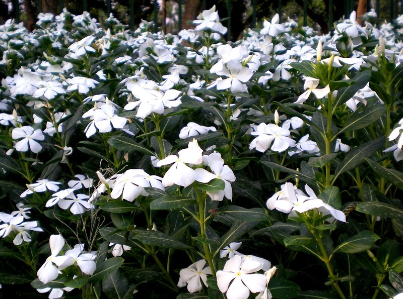 white vinca flowers in bloom