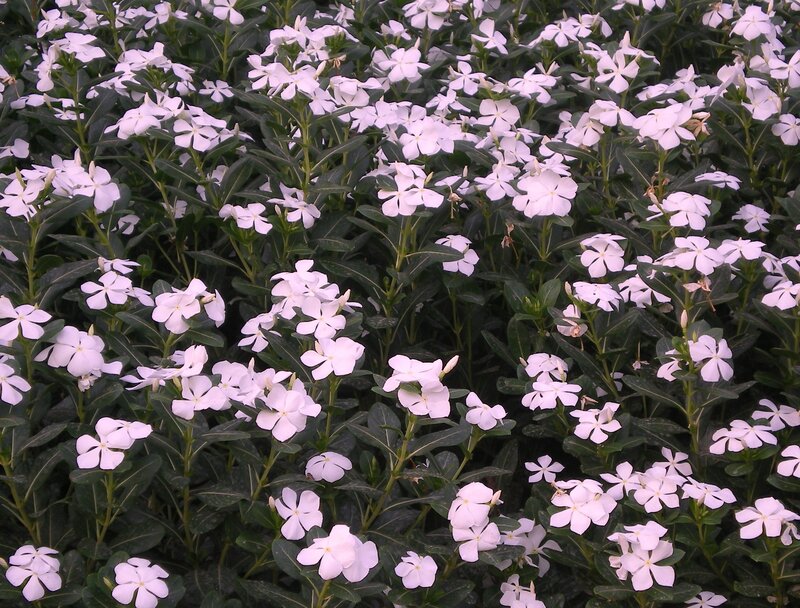 white vinca flowers in bloom