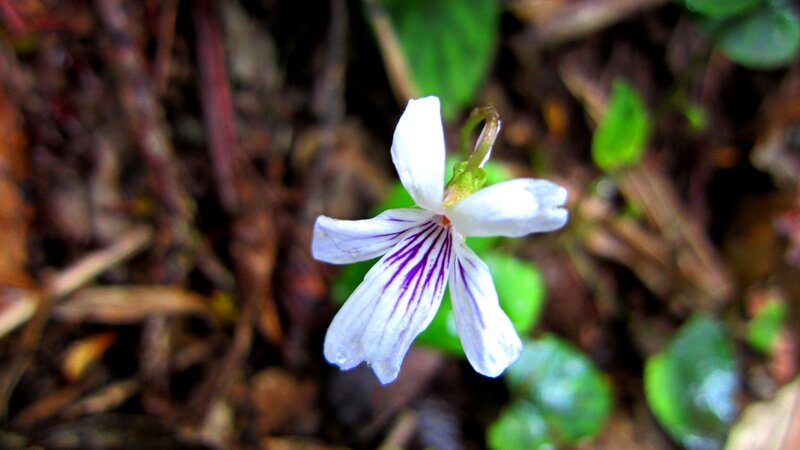 White Violet Flower