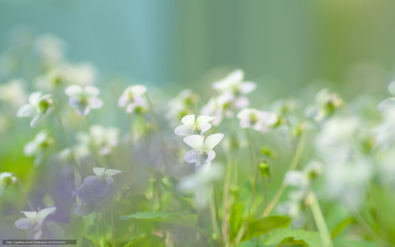 White violets in a meadow