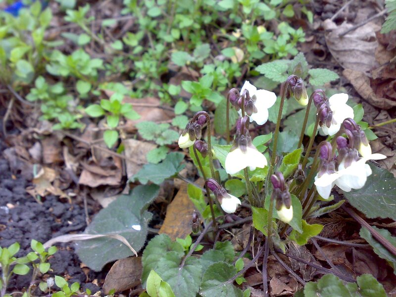 white violets in forest