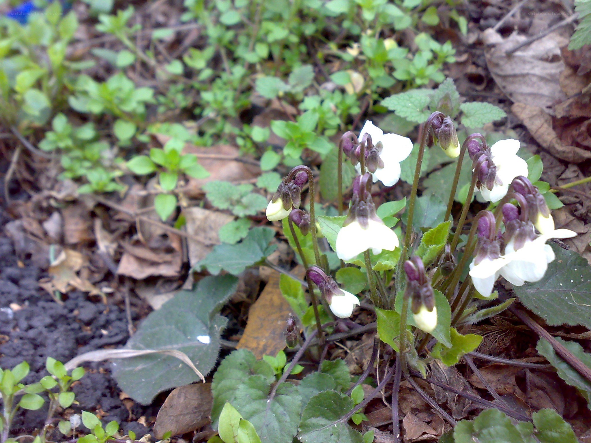 white violets in forest