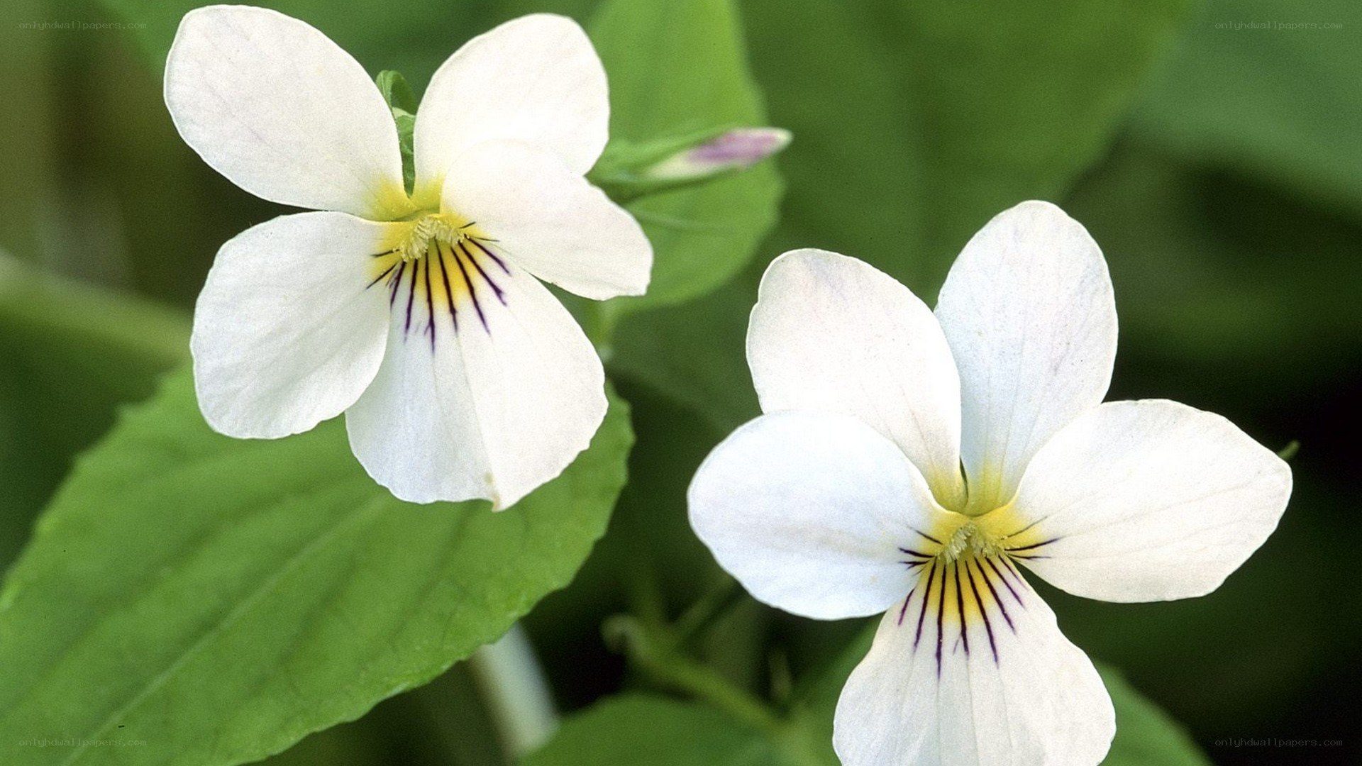 white violets with purple markings
