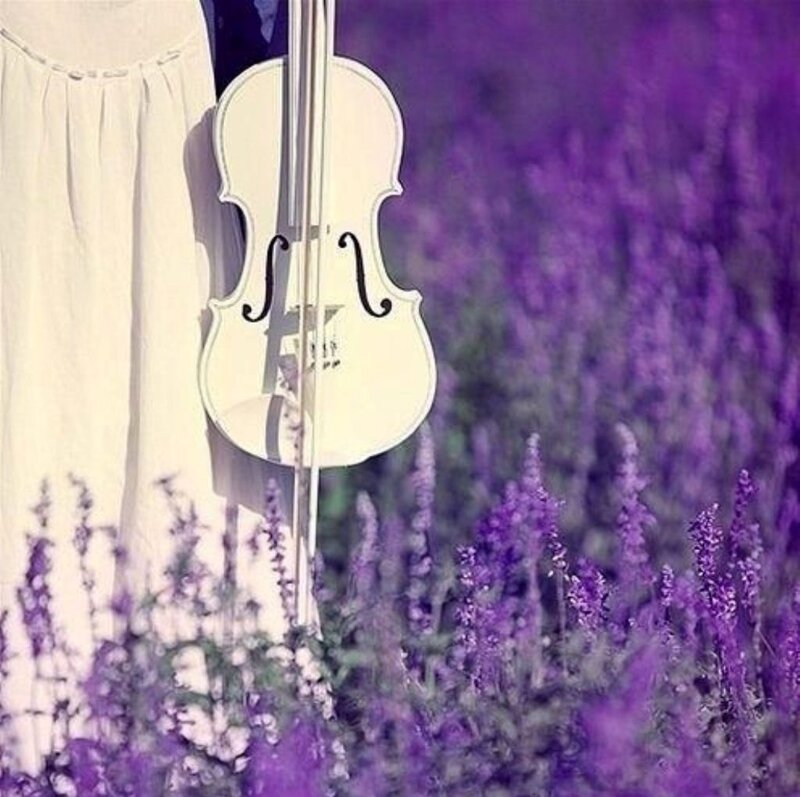 White Violin in Lavender — Purple