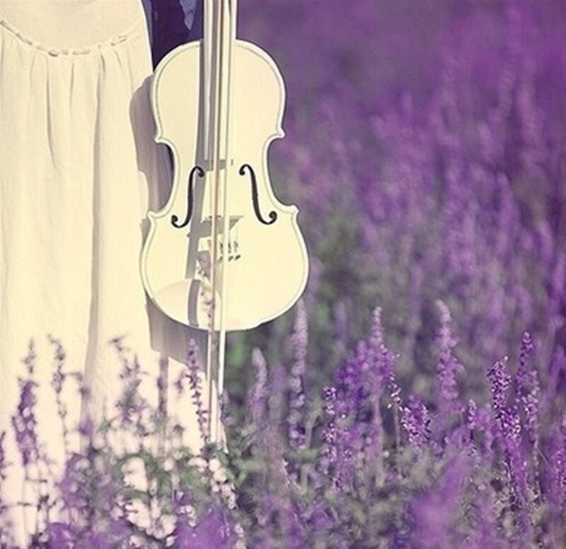 White Violin in Lavender