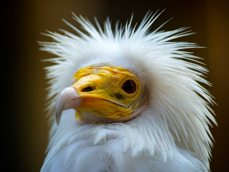 White Vulture Head