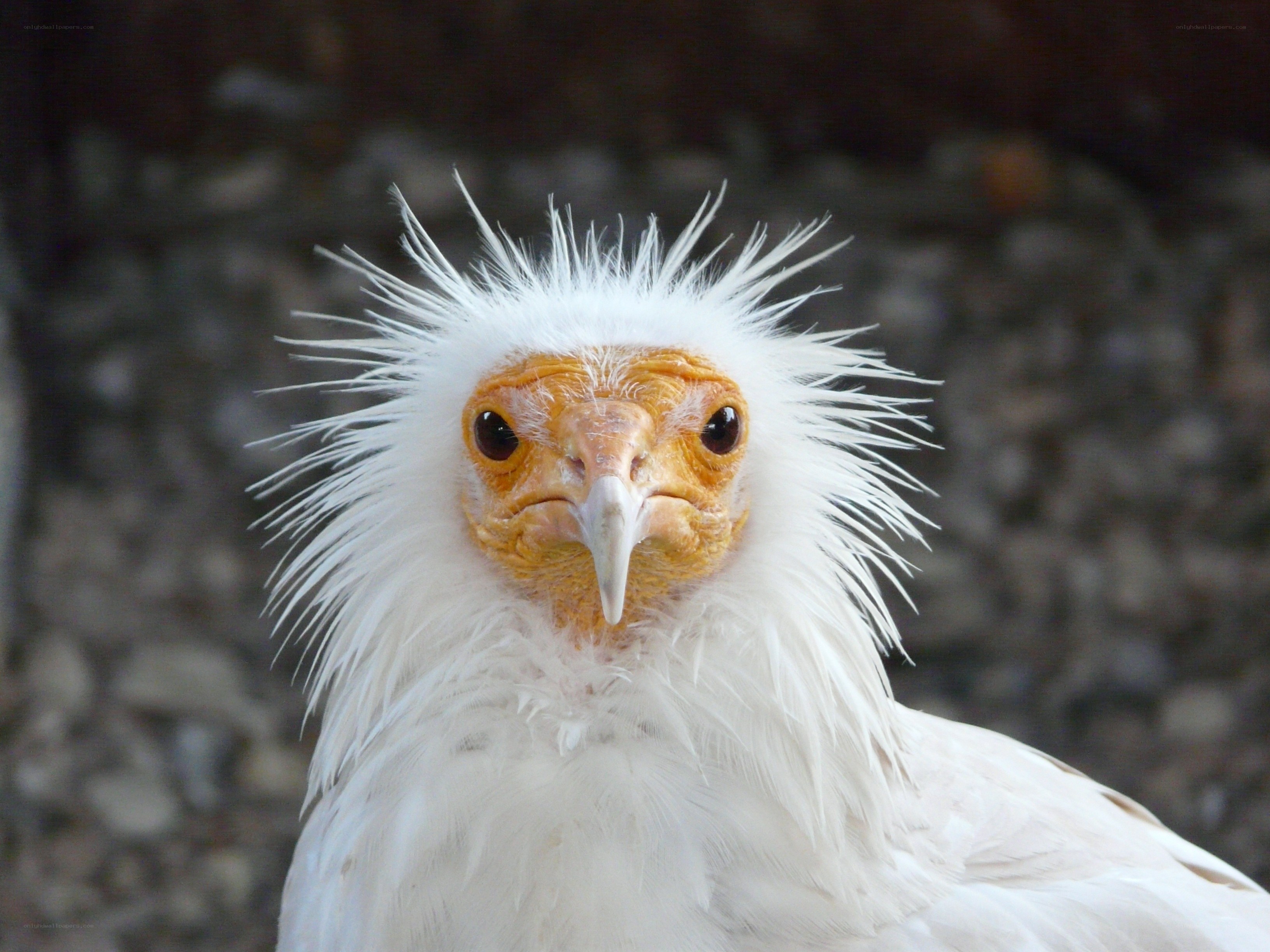 white vulture with spiky feathers