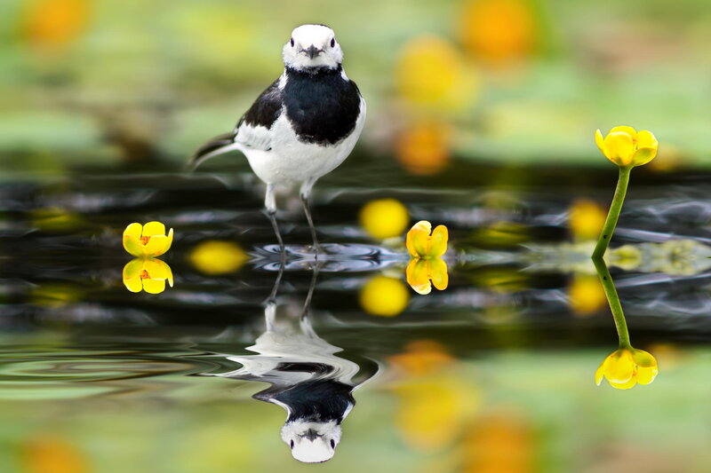 White Wagtail Bird