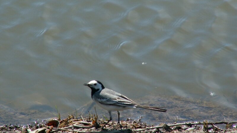 White wagtail by the water