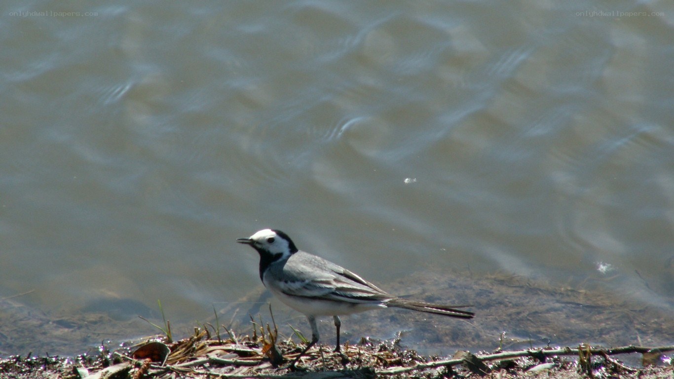 White wagtail by the water