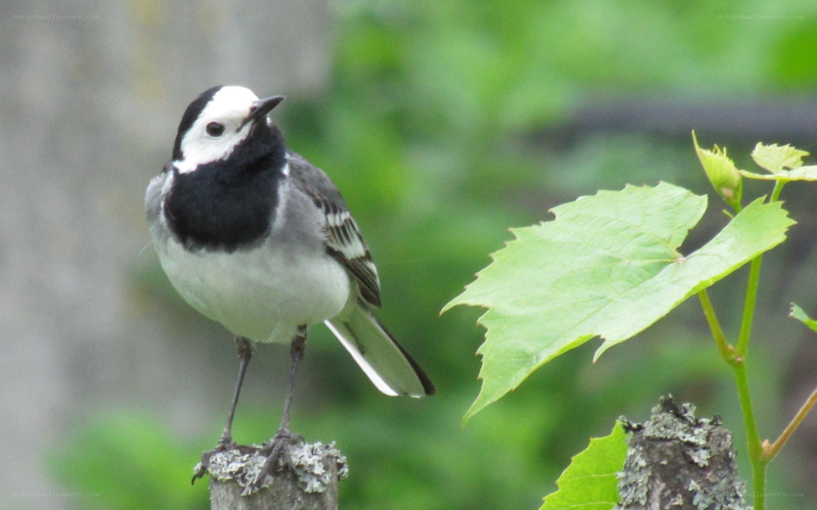 White wagtail on a branch