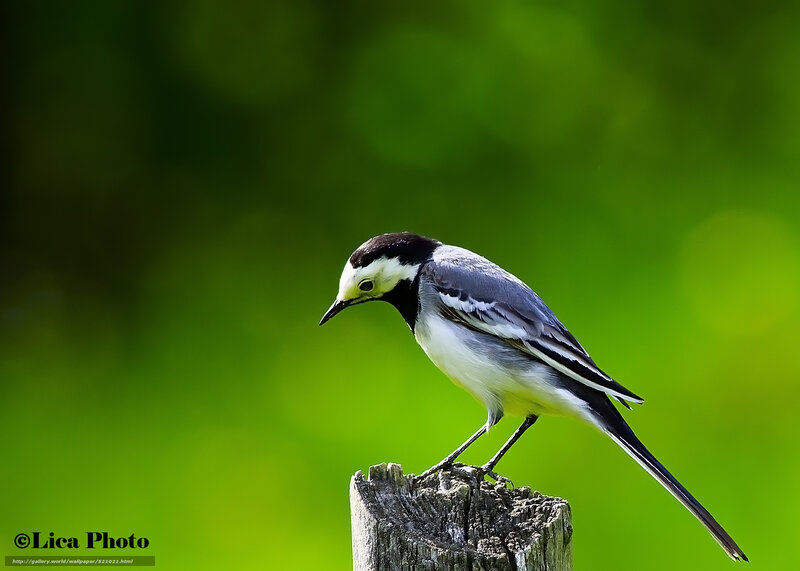 White wagtail on a post