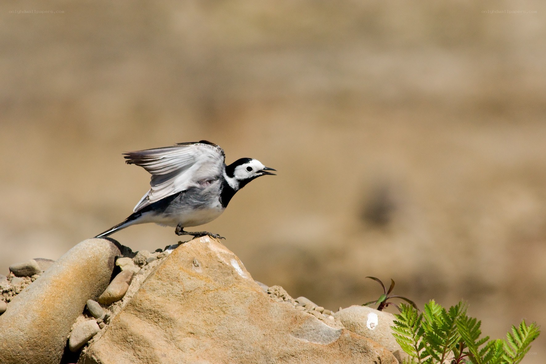 White wagtail on a rock