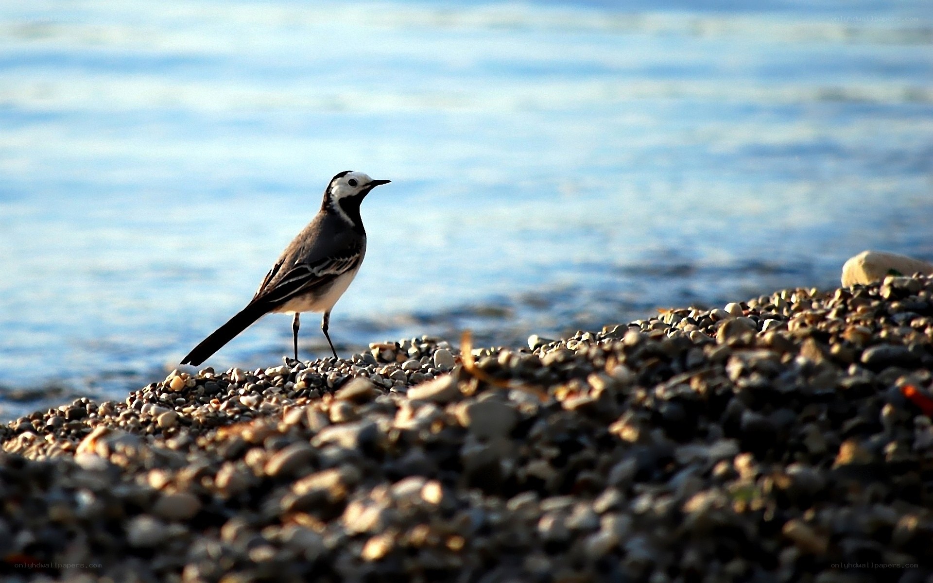 White wagtail on pebble beach