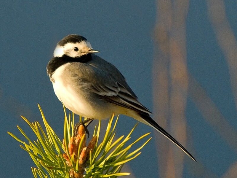 White wagtail on pine branch