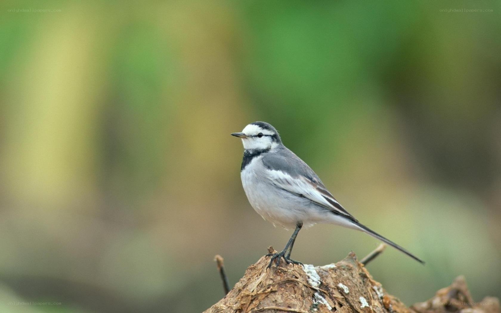 White wagtail perched on a stump