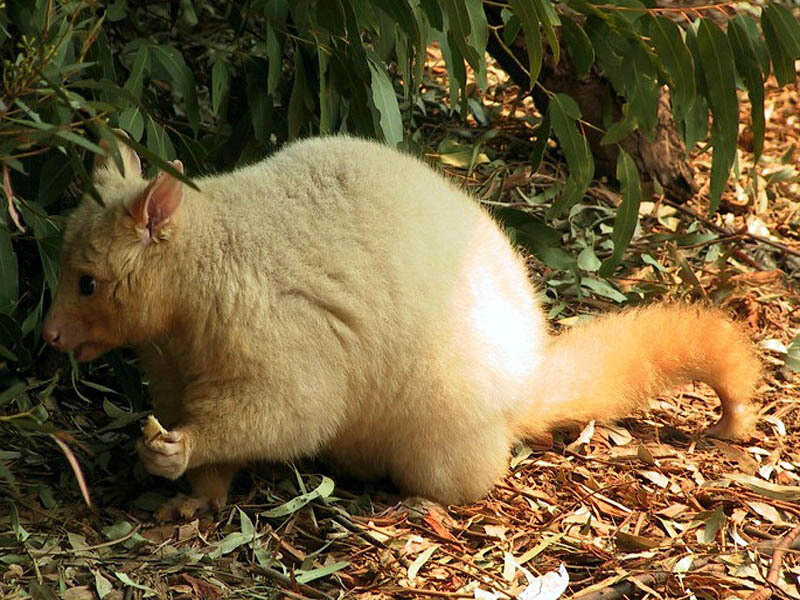 white wallaby in forest