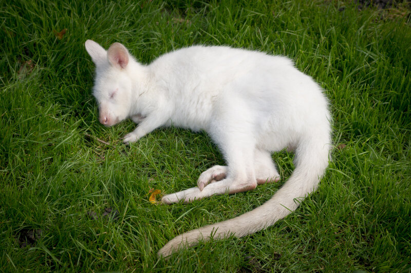 White Wallaby on Grass
