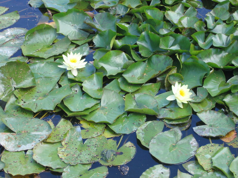 White Water Lilies and Frog