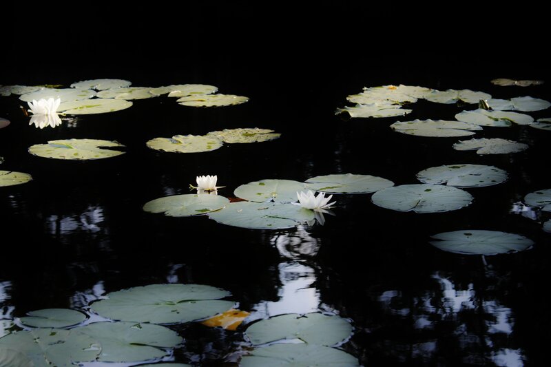 White Water Lilies — Black