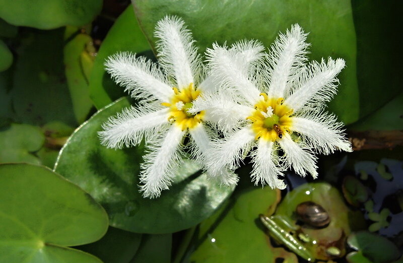 White Water Lilies — Green, Serene, Afternoon, Photograph, Leaves