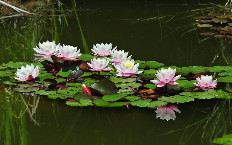 White Water Lilies — Green, Serene, Afternoon, Photograph, Lily Pads, Pond, Reflection, Pink