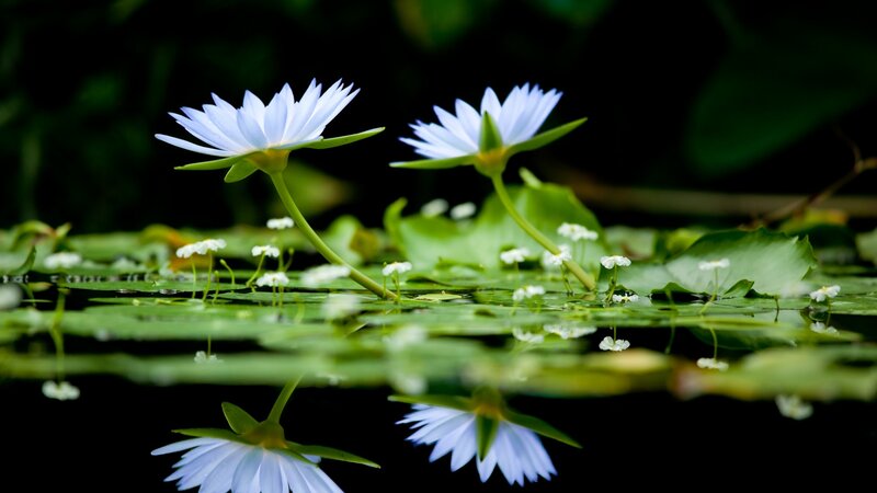 White Water Lilies — Green, Serene, Afternoon