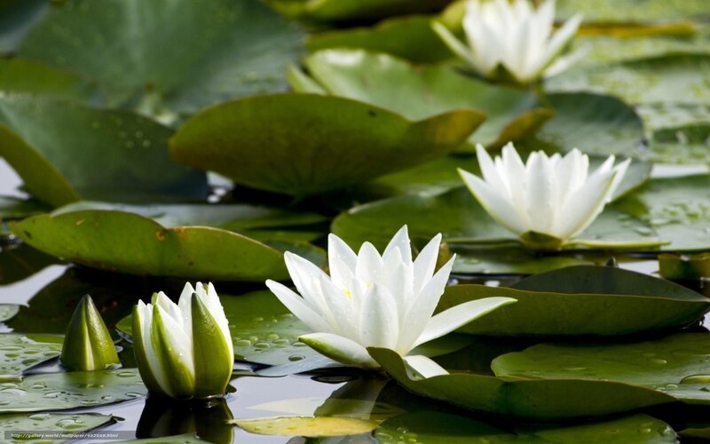 White Water Lilies — Green, Serene, Morning, Photograph, Lily Pads