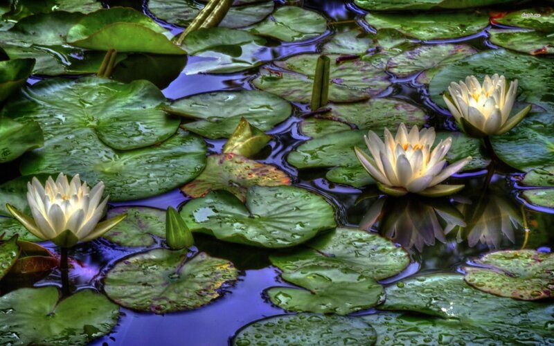 White Water Lilies — Green, Serene, Morning, Photograph