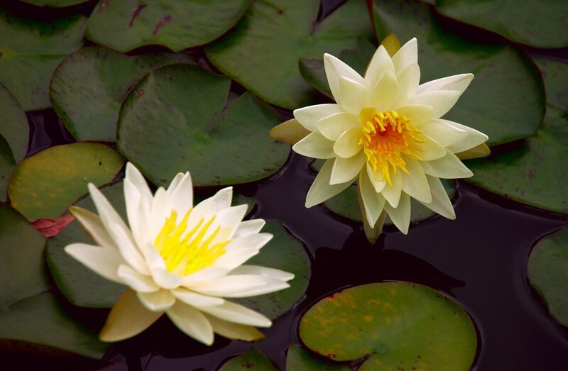 White Water Lilies — Green, Serene, Photograph, Lily Pads, Pond