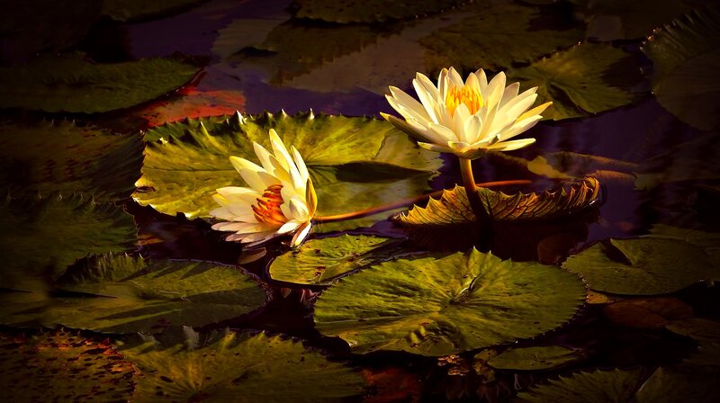 White Water Lilies — Green, Serene, Sunset