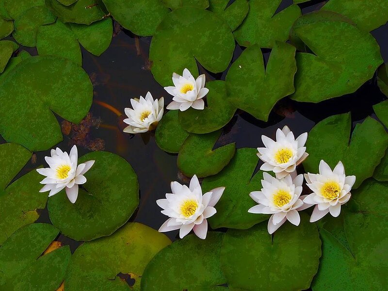 White Water Lilies — Green, Serene