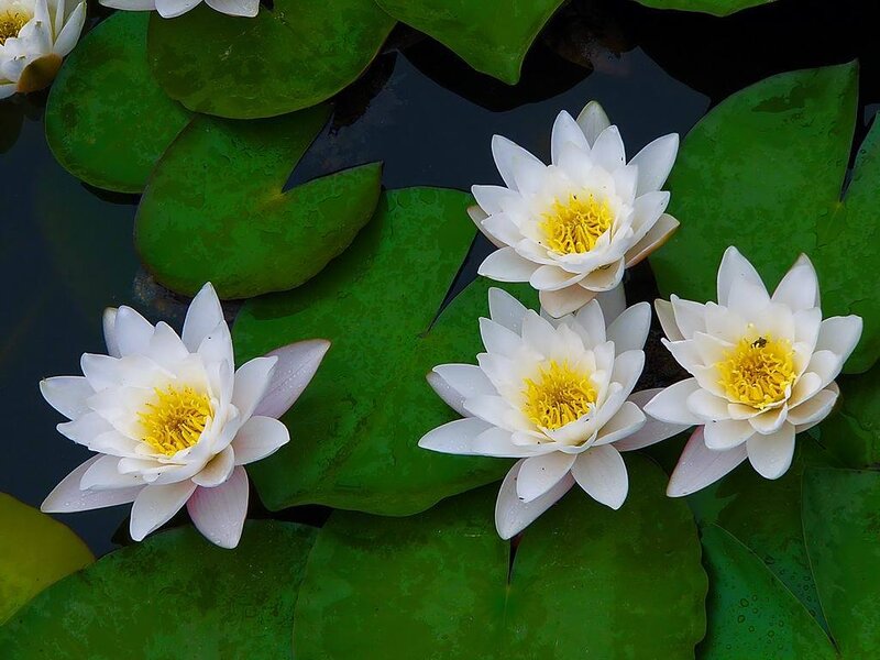White Water Lilies — Green
