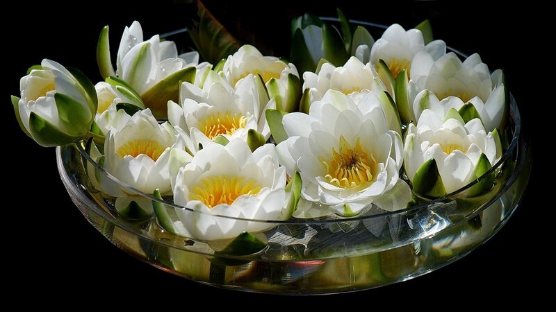 White water lilies in a bowl