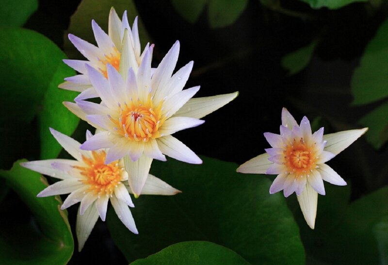 White water lilies in a pond