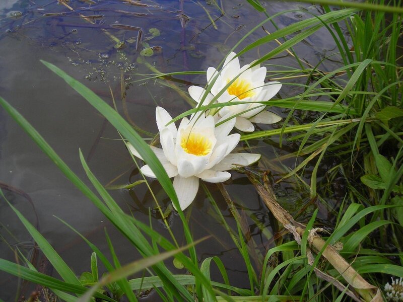 White water lilies in a pond