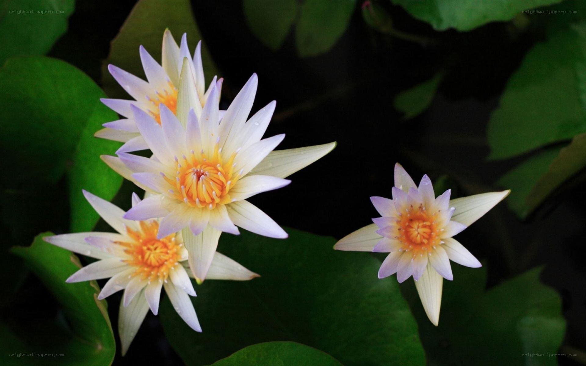 White water lilies in bloom