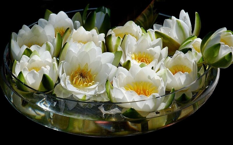White Water Lilies in Bowl — Serene