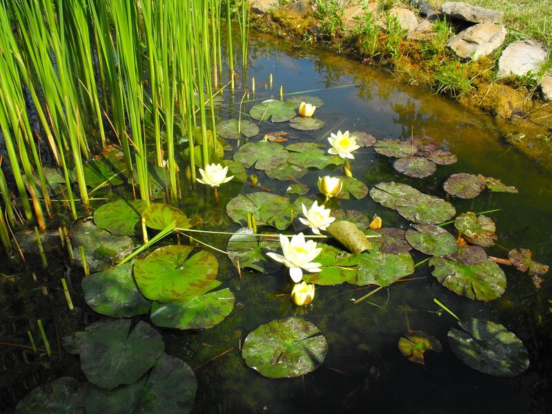 White Water Lilies in Pond — Green, Serene